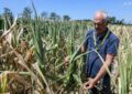 پایان شهریور فرصت امهال تسهیلات کشاورزان خسارت دیده است